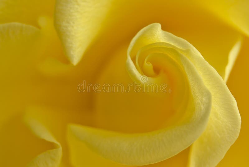 Rosa fotografia de stock Rosa fotografia de stock