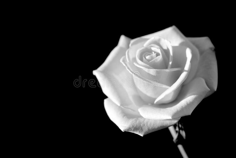 Rosa fotografia stock libera da diritti Rosa fotografia stock libera da diritti