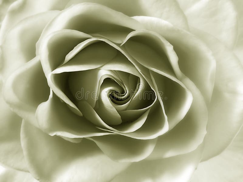 Rosa imagens de stock Rosa imagens de stock