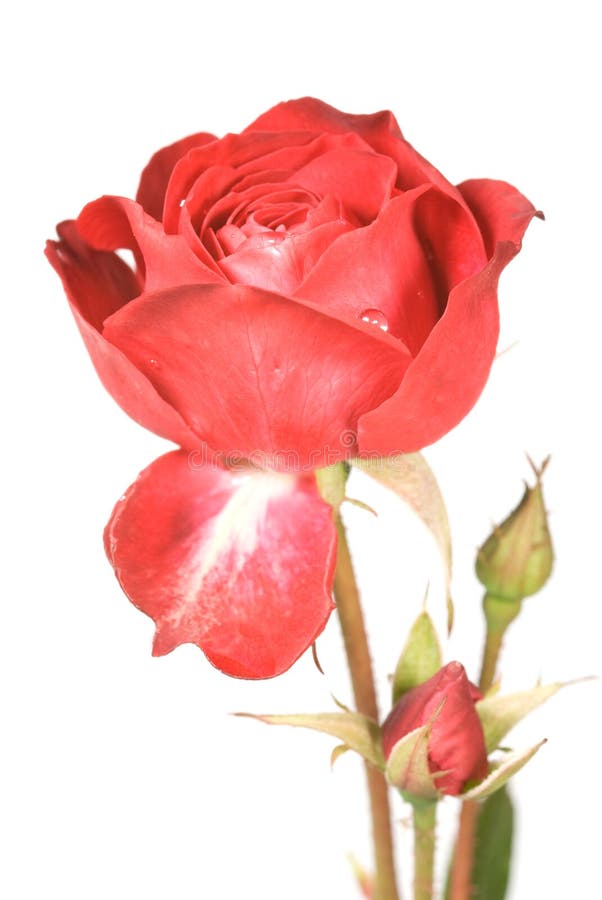 Rosa fotografie stock