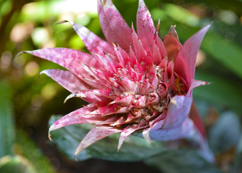 Rosa Aechmea fasciatablomma i en tropisk trädgård Silvervas eller urnaväxt av bromeliafamiljen royaltyfri fotografi Rosa Aechmea fasciatablomma i en tropisk trädgård Silvervas eller urnaväxt av bromeliafamiljen royaltyfri fotografi