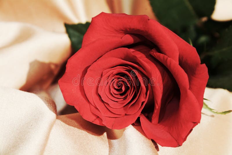 Rosa aislada del rojo en el fondo de oro, tonalidades del vintage, cierre para arriba fotografía de archivo libre de regalías Rosa aislada del rojo en el fondo de oro, tonalidades del vintage, cierre para arriba fotografía de archivo libre de regalías