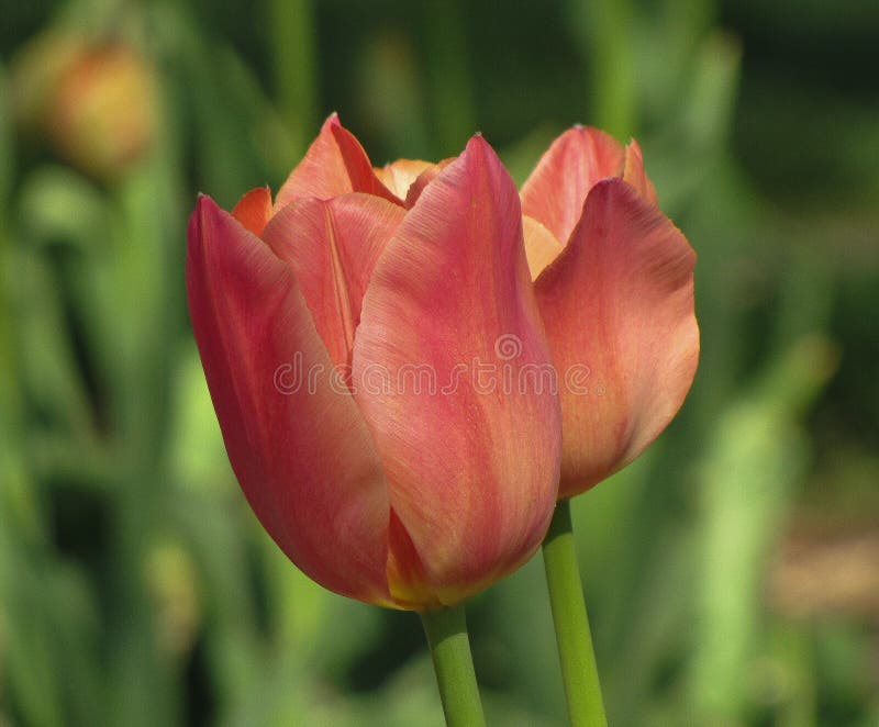 Rosa aislado, naranja, tulipán en colores pastel del melocotón imágenes de archivo libres de regalías Rosa aislado, naranja, tulipán en colores pastel del melocotón imágenes de archivo libres de regalías