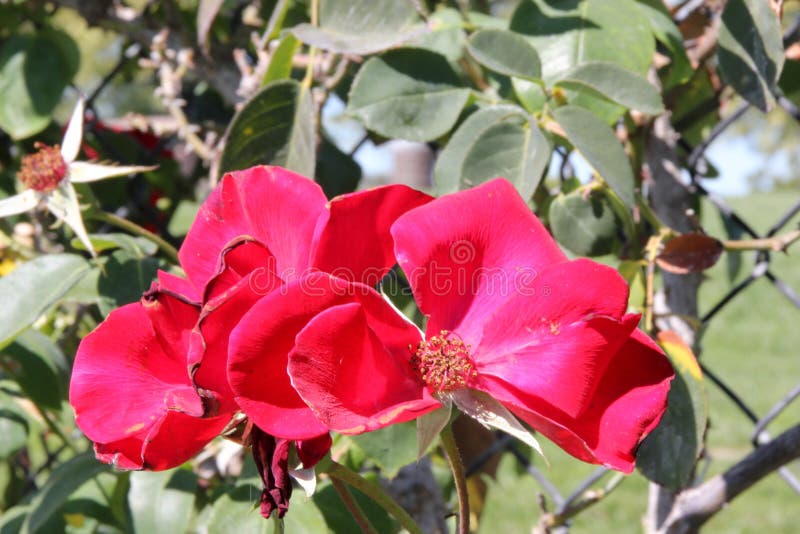 Rosa & x27 Altissimo& x27 , η μεγάλη ανθισμένη αναρρίχηση αυξήθηκε στοκ φωτογραφίες