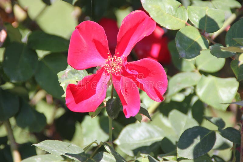 Rosa & x27 Altissimo& x27 , η μεγάλη ανθισμένη αναρρίχηση αυξήθηκε στοκ εικόνες