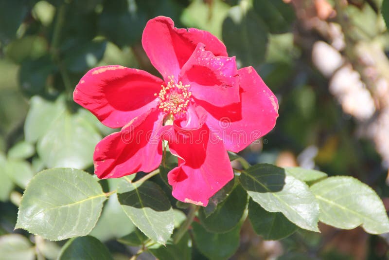 Rosa & x27 Altissimo& x27 , η μεγάλη ανθισμένη αναρρίχηση αυξήθηκε στοκ εικόνες με δικαίωμα ελεύθερης χρήσης