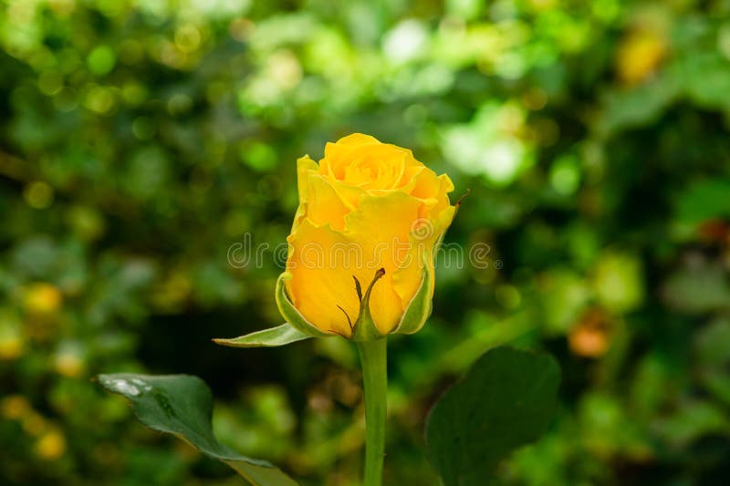 Rosa Amarela Fechada Sobre Fundo Verde Natural Foto de Stock - Imagem de  perfumado, buquê: 185748882