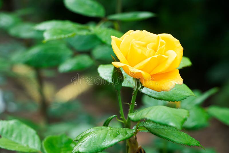 Rosa Amarela. Rosa Florescente. Rosas Amarelas Do Jardim. Flores No Jardim  Foto de Stock - Imagem de fundo, jardim: 222699816