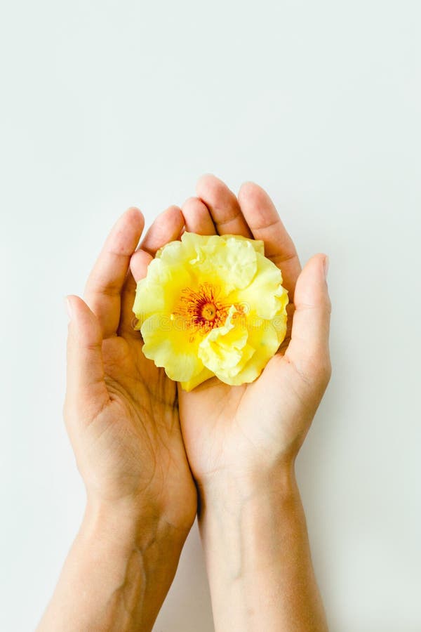 Rosa Amarela Perfeita Nas Mãos No Fundo Branco Imagem de Stock - Imagem de  mola, casa: 149948889