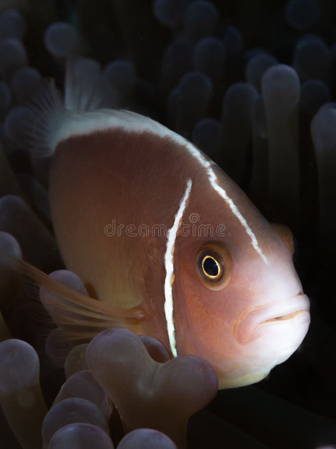 Rosa anemonefish, Amphiprionperideraion Dykapparatdykning i norr Sulawesi, Indonesien arkivfoto Rosa anemonefish, Amphiprionperideraion Dykapparatdykning i norr Sulawesi, Indonesien arkivfoto
