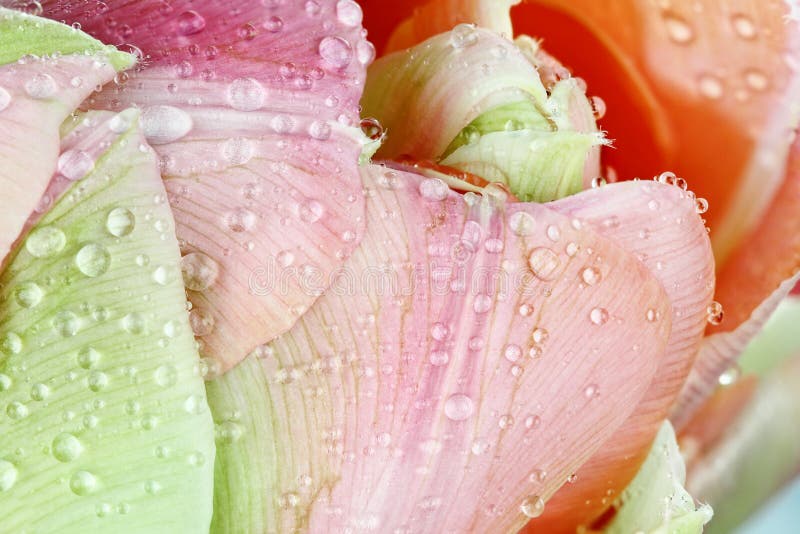Rosa Angelique Tulip Abstract arkivbild Rosa Angelique Tulip Abstract arkivbild
