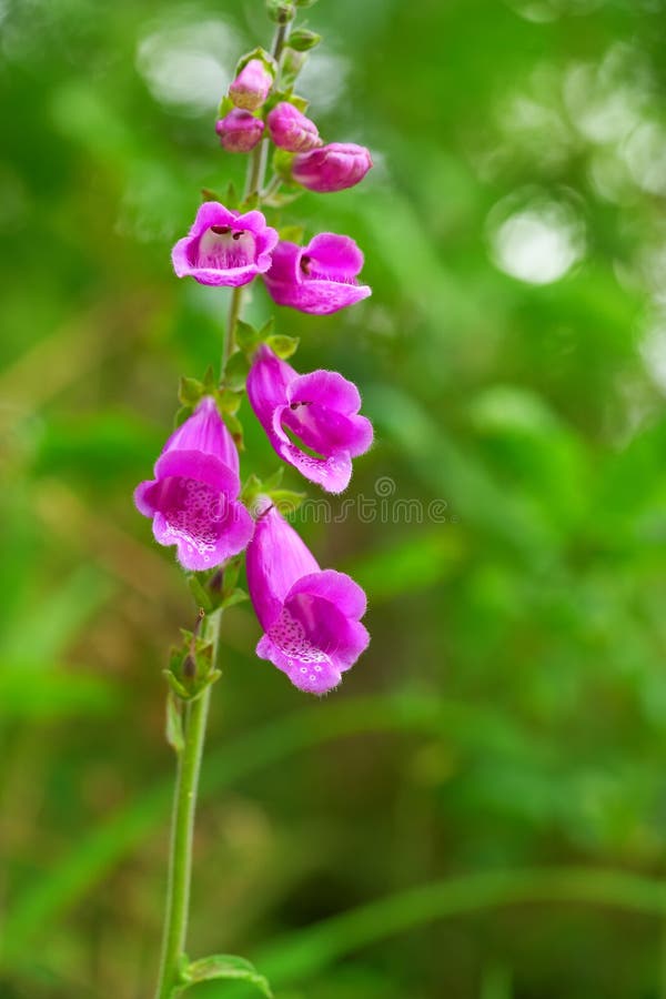 https://thumbs.dreamstime.com/b/rosa-as-ast%C3%BArias-do-purpurea-da-digital-flor-de-dedalera-127177746.jpg