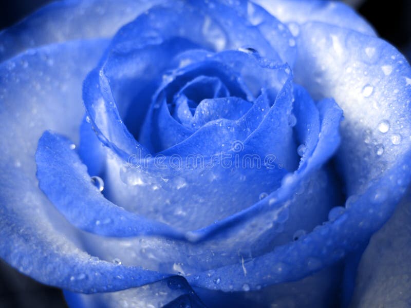 Rosa azul imagem de stock royalty free Rosa azul imagem de stock royalty free