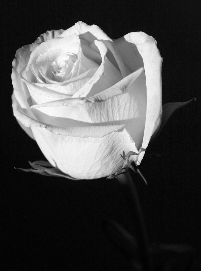 Rosa Bianca In In Bianco E Nero Illustrazione Di Stock