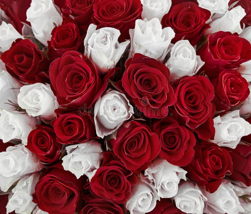 Rosa bianca e rossa bouquet di rosa misto per un matrimonio fondo floreale immagine stock libera da diritti Rosa bianca e rossa bouquet di rosa misto per un matrimonio fondo floreale immagine stock libera da diritti