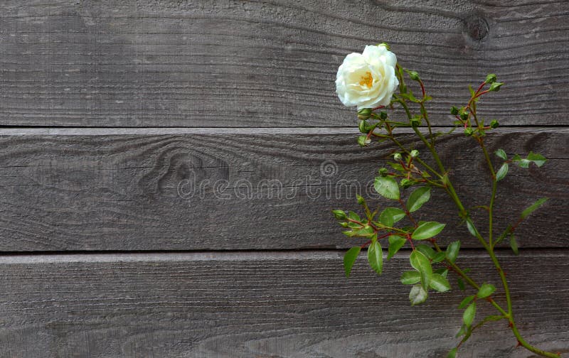 Rosa bianca selvatica davanti a vecchio e legno d'annata grigio stagionato immagine stock libera da diritti Rosa bianca selvatica davanti a vecchio e legno d'annata grigio stagionato immagine stock libera da diritti