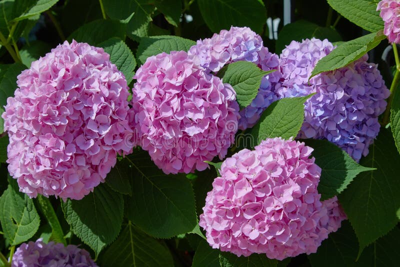 Rosa, bl?, lila, violett purpurf?rgad macrophylla f?r vanlig hortensiablommavanlig hortensia som blommar i v?r, och sommar i en t royaltyfri fotografi Rosa, bl?, lila, violett purpurf?rgad macrophylla f?r vanlig hortensiablommavanlig hortensia som blommar i v?r, och sommar i en t royaltyfri fotografi