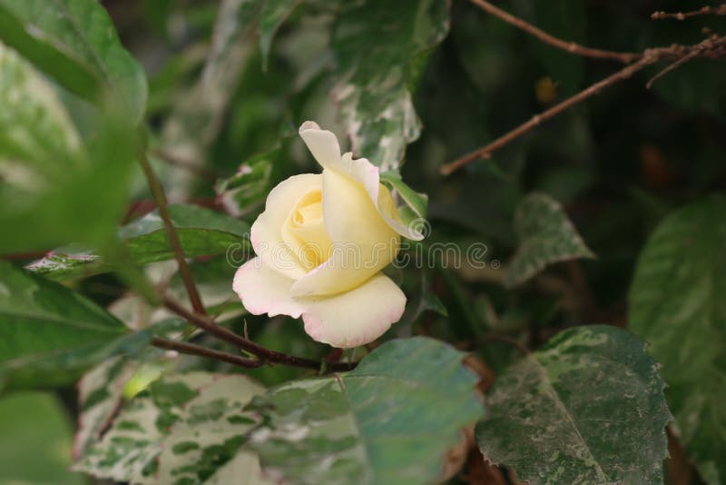 Rosa blanca amarilla hermosa que florece en hojas fotos de archivo Rosa blanca amarilla hermosa que florece en hojas fotos de archivo