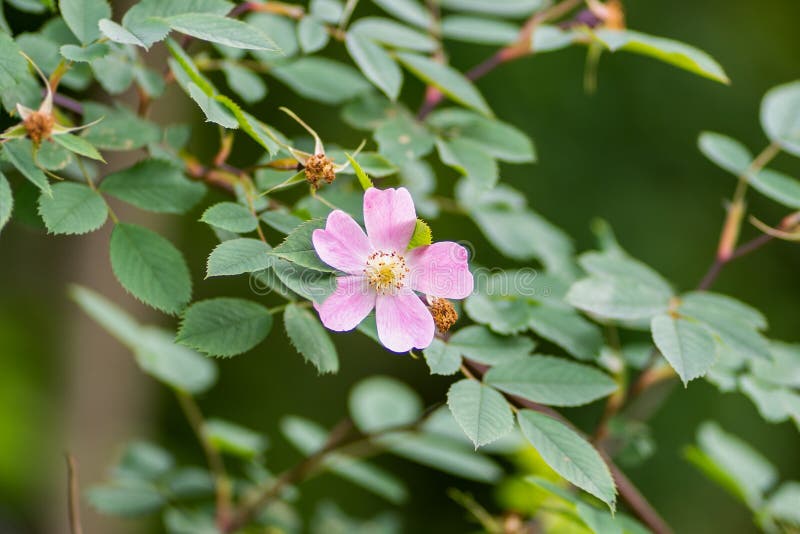Rosa blomma mot en bakgrund av lövverk i makro och mjuk fokus royaltyfri bild Rosa blomma mot en bakgrund av lövverk i makro och mjuk fokus royaltyfri bild