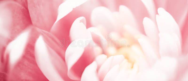 Flora, branding and love concept - Pink daisy flower petals in bloom, abstract floral blossom art background, flowers in spring nature for perfume scent, wedding, luxury beauty brand holiday design. Flora, branding and love concept - Pink daisy flower petals in bloom, abstract floral blossom art background, flowers in spring nature for perfume scent, wedding, luxury beauty brand holiday design