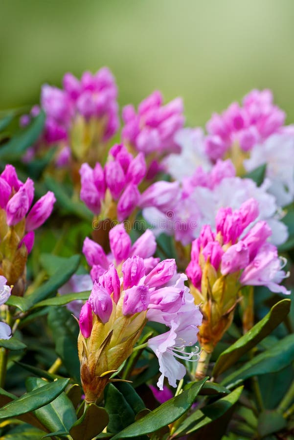 Rosa blommor av en rhododendron royaltyfria foton Rosa blommor av en rhododendron royaltyfria foton