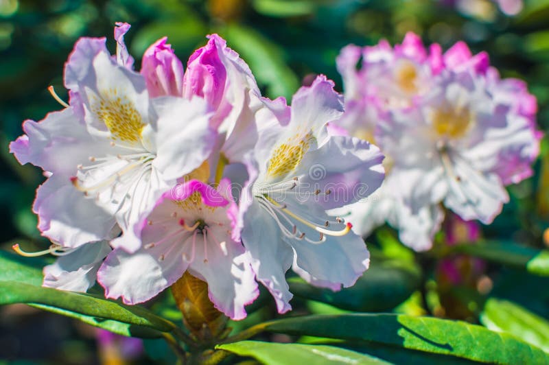 Rosa blommor av en rhododendron arkivbild Rosa blommor av en rhododendron arkivbild