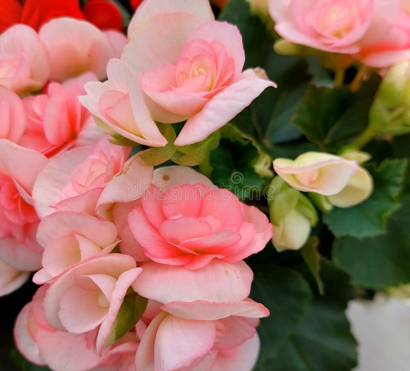 Rosa blommor från blomningsgrenen Bgonia arkivbilder