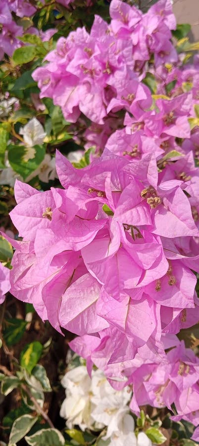 Rosa blommor med vacker textur royaltyfri bild