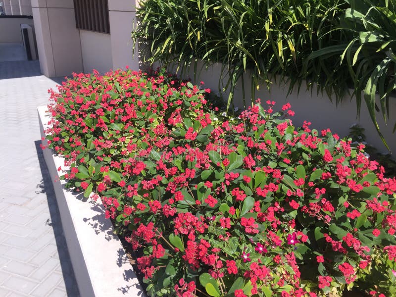 Rosa blommor som blommar nära trottoar Röd gångbana för blommaträdgård royaltyfri bild Rosa blommor som blommar nära trottoar Röd gångbana för blommaträdgård royaltyfri bild
