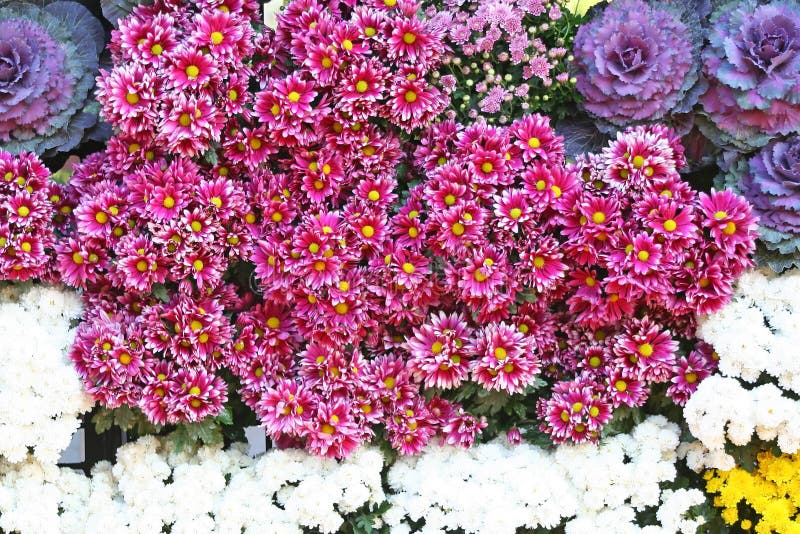 Rosa blommor som blommar, och kålbakgrund, krysantemum blommar på Chiang Mai Flower Festival som rymms i Februari av varje år arkivbilder Rosa blommor som blommar, och kålbakgrund, krysantemum blommar på Chiang Mai Flower Festival som rymms i Februari av varje år arkivbilder