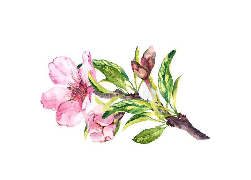 Rosa blommor, vårblomning Blomma filialen av äpplet, körsbärsrött träd Den blom- vattenfärgen fattar royaltyfri illustrationer Rosa blommor, vårblomning Blomma filialen av äpplet, körsbärsrött träd Den blom- vattenfärgen fattar royaltyfri illustrationer