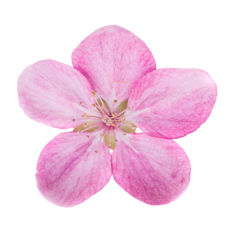 Rosa Blume isoliert auf Weiß lizenzfreies stockfoto