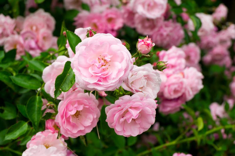 Rosa Blumen auf dem Rosenbusch im Garten, Sommerzeit lizenzfreie stockfotografie
