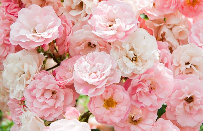 Rosa Blumen von Rosen lizenzfreie stockfotos