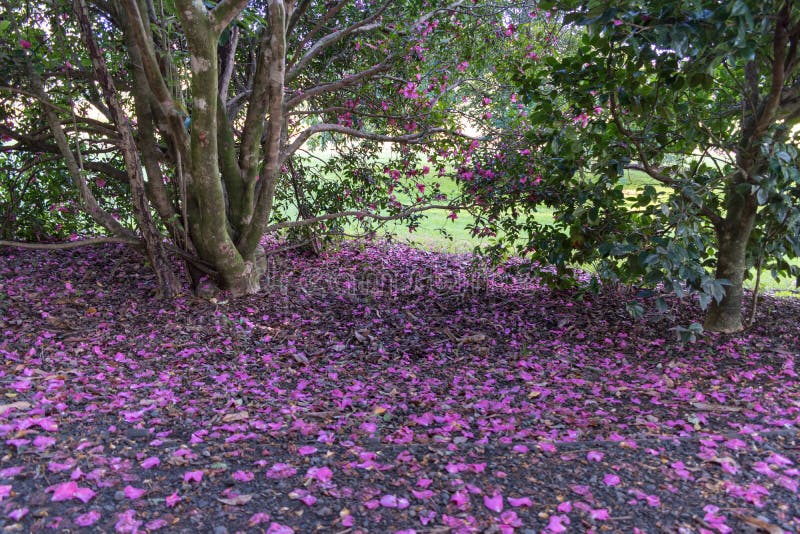 Rosa Blumenblumenblätter gestreut über dem Parkboden lizenzfreies stockfoto Rosa Blumenblumenblätter gestreut über dem Parkboden lizenzfreies stockfoto