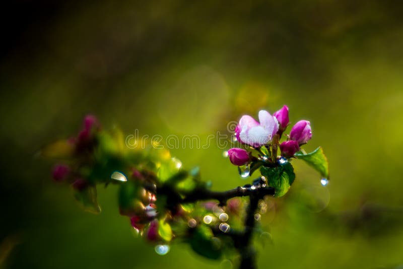 Rosa Blüte der Apfelbaumnahaufnahme