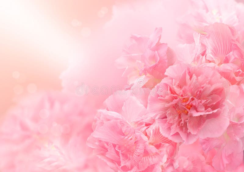 Rosa Blütenhintergrund, abstrakte große Blume, schöne Blume lizenzfreie stockfotos