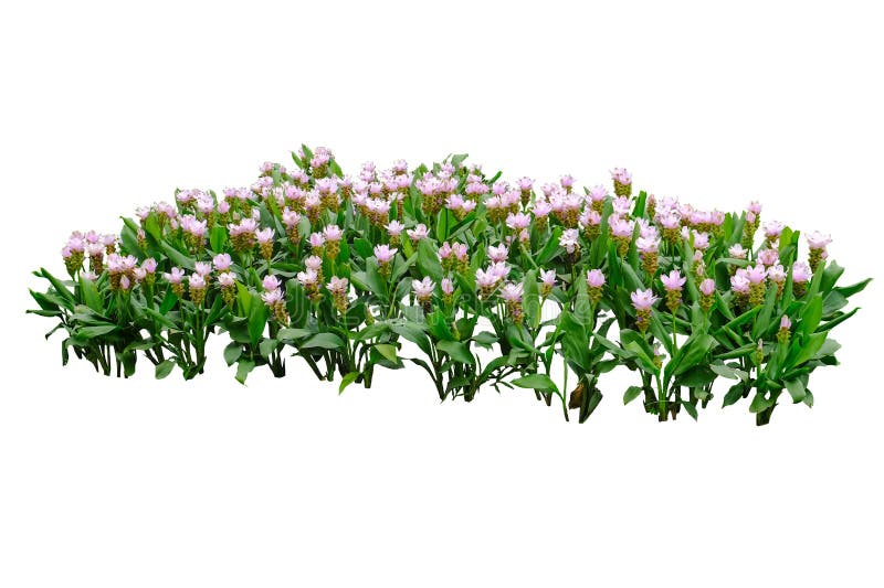 Rosa Blütenstrauch Rosa Curcuma Sessilis oder siam Tulpe Blumen isoliert auf weißem Hintergrund mit Klipppfad