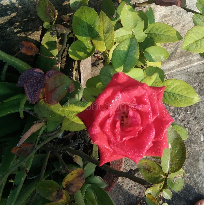 Rosa bonita imagens de stock royalty free Rosa bonita imagens de stock royalty free