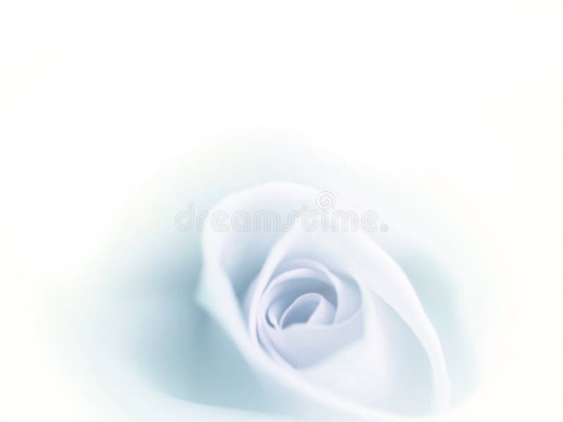 A rosa bonita do azul do borrão desvaneceu-se no fundo branco fotografia de stock royalty free A rosa bonita do azul do borrão desvaneceu-se no fundo branco fotografia de stock royalty free