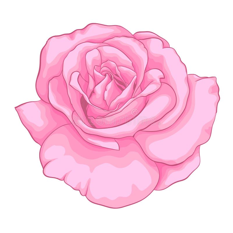 Linda rosa cor-de-rosa isolada sobre fundo branco ilustração do vetor