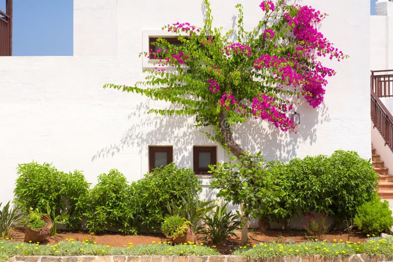 Rosa bougainvillea på en vit vägg i Grekland royaltyfri bild Rosa bougainvillea på en vit vägg i Grekland royaltyfri bild