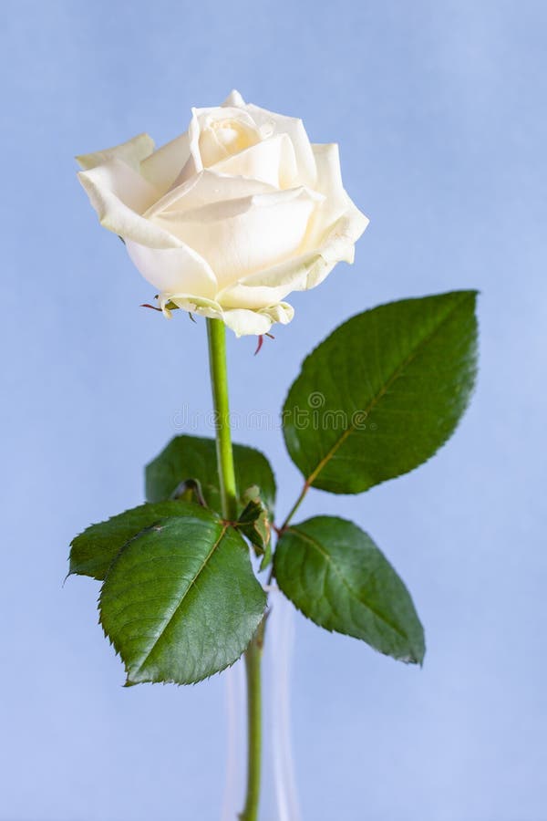 Rosa Branca Natural Sobre Fundo Violeta Pálido Foto de Stock - Imagem de  textura, rosa: 187994584