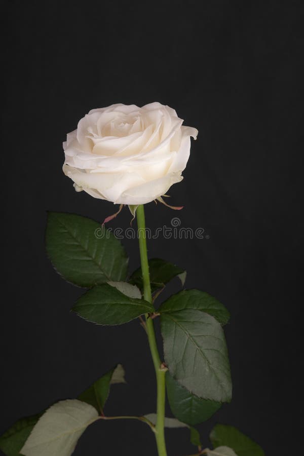 Rosa branca sobre fundo preto imagens de stock royalty free