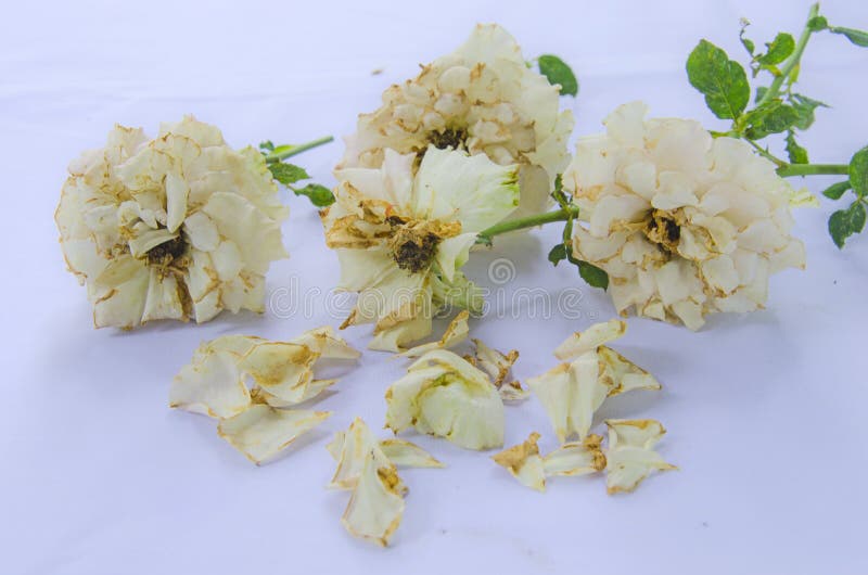 Rosa branca velha e pétalas caídas no chão branco fotografia de stock royalty free