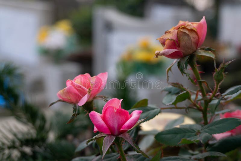 3 heads of pink roses in a cemetery still life. 3 heads of pink roses in a cemetery still life