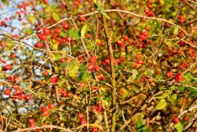 ROSA CANINA - DOG ROSE PLANT royalty free stock photo