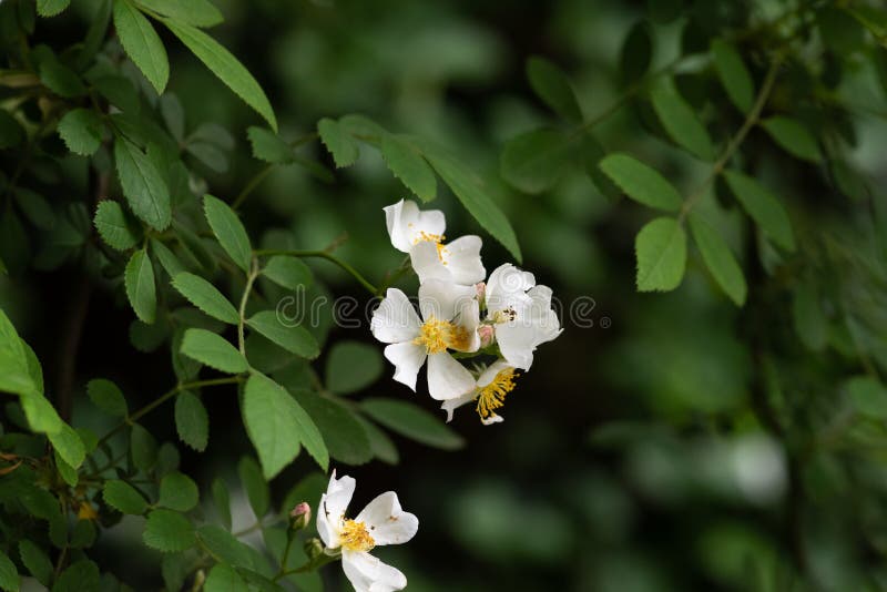 Rosa chinensis Jacq var spontanea Rehder & E H Wilson T T Yu & T C Ku-Rosa chinensis Jacq arkivfoto Rosa chinensis Jacq var spontanea Rehder & E H Wilson T T Yu & T C Ku-Rosa chinensis Jacq arkivfoto