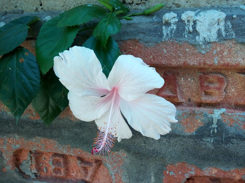 Rosa cinese indiana del fiore di jaba del colpo, vicino al muro di mattoni fotografie stock Rosa cinese indiana del fiore di jaba del colpo, vicino al muro di mattoni fotografie stock