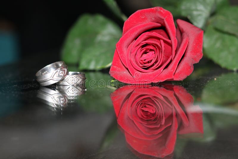 Rosa com anéis fotografia de stock Rosa com anéis fotografia de stock